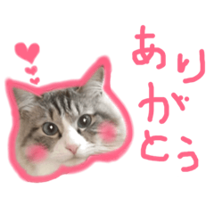 Cat fluffy, Leo