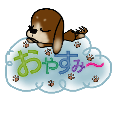 miniature dachshund mini tyoko 3