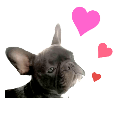 frenchie Rin 2