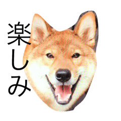 SHIBA KORO 2