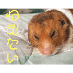 haruna_20180920215028