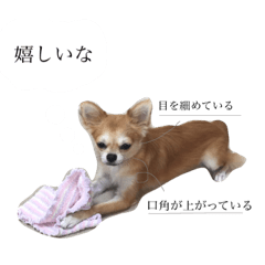 The feeling of chihuahua