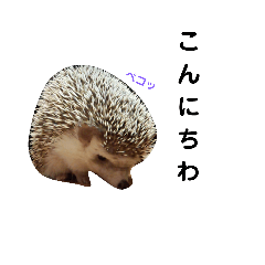 1 Hedgehog