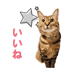 いつもかわいいひなたくん