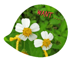 Flowers (want...)
