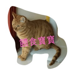 可愛貓寶寶
