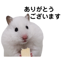Hua the hamster & his family