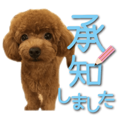 Cute dog Toy poodle (7)Large letters