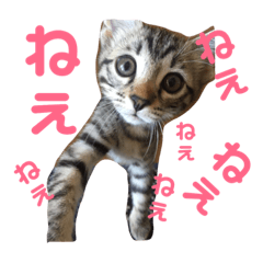 Japanese cat, Momo