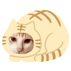 小八