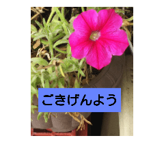 English_20180920123234