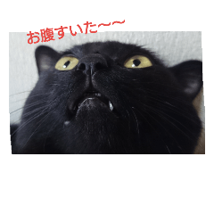 brackcat