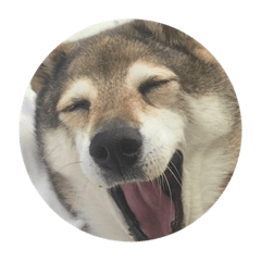 momoco de dog