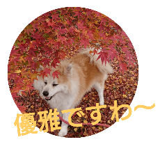 AKITA DOG MOKO in autumn