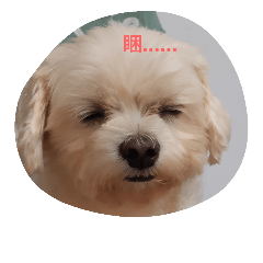 狗狗，，，