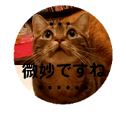 Japanese three cute cats !!! 3
