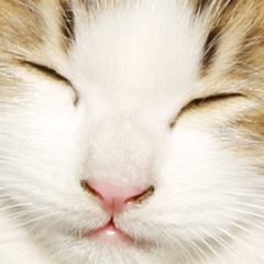 Cat Face Photo Sticker