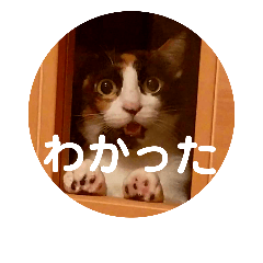 일본의 귀여운 3 마리의 고양이 2