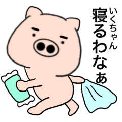 pig Ikuchan