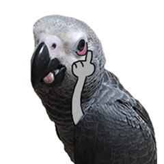 Grey Parrot Club