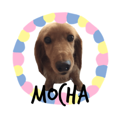 mocha1111
