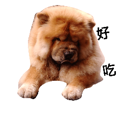 Chow Chow 3