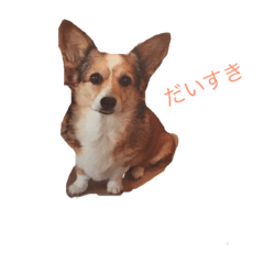 corgimugi16