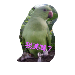 月輪鸚鵡-球球
