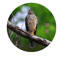 鳥圖