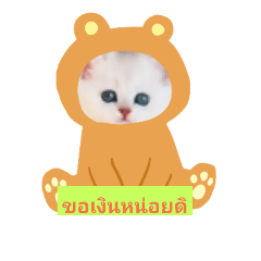 Cat Cute_20180924004245