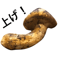 Matsutake Mushroom 2