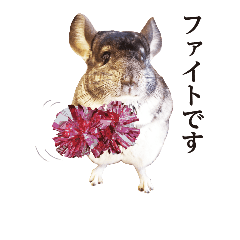 popo_20180925162442