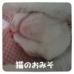 Japanese cat "Omiso"