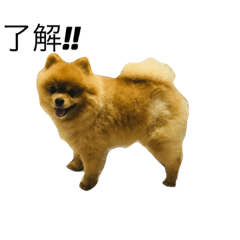 1.dog and cat