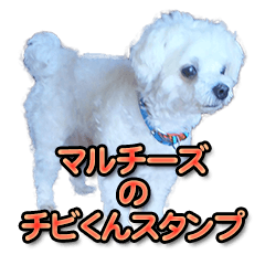 Maltese dog Chibi's photo Sticker