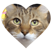 Maine Coon