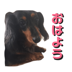ringo_20180925233516