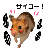 golden hamster sasuke
