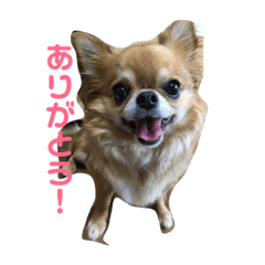 chihuahua no Chloe