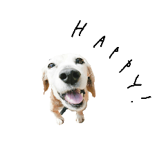 KORO !