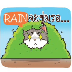 RAIN cheeky cat e