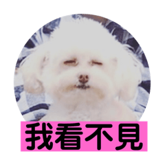 白貴賓泡泡之語