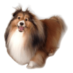 Sticker of Ruka of a Shetland sheepdog