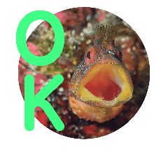 海の中の可愛い生き物たちと日常会話 Line スタンプ Line Store 海の中の可愛い生き物たちと日常会話 Line スタンプ Line Store