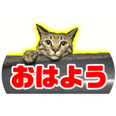 Stickers of Silver Tabby