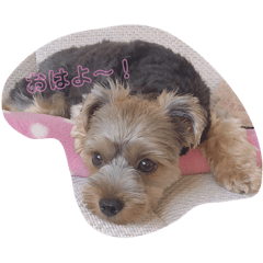 puchiel