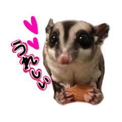 袋モモンガ Line スタンプ Line Store 袋モモンガ Line スタンプ Line Store