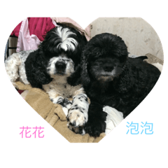 花花&泡泡
