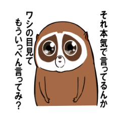 Sunda slow lorischan