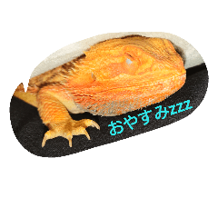 yukireptiles